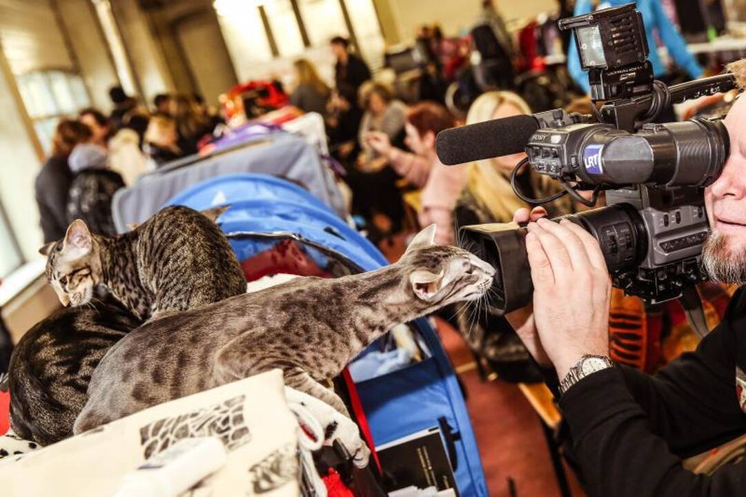 „Megoje“ miauksėjo katės, kurioms neatsispiria net vyrai