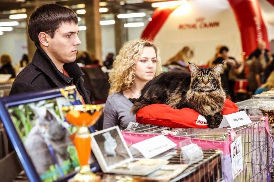 „Megoje“ miauksėjo katės, kurioms neatsispiria net vyrai