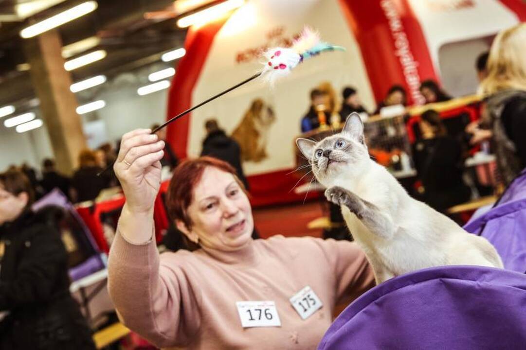 „Megoje“ miauksėjo katės, kurioms neatsispiria net vyrai