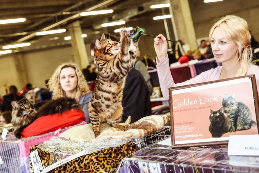 „Megoje“ miauksėjo katės, kurioms neatsispiria net vyrai