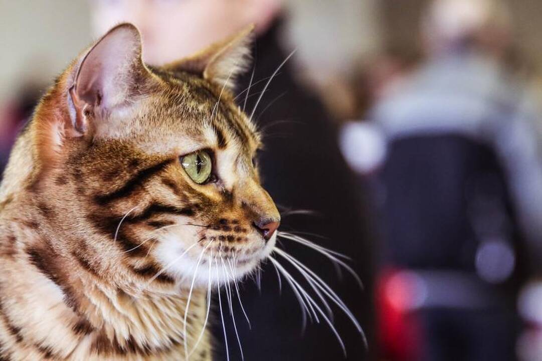 „Megoje“ miauksėjo katės, kurioms neatsispiria net vyrai