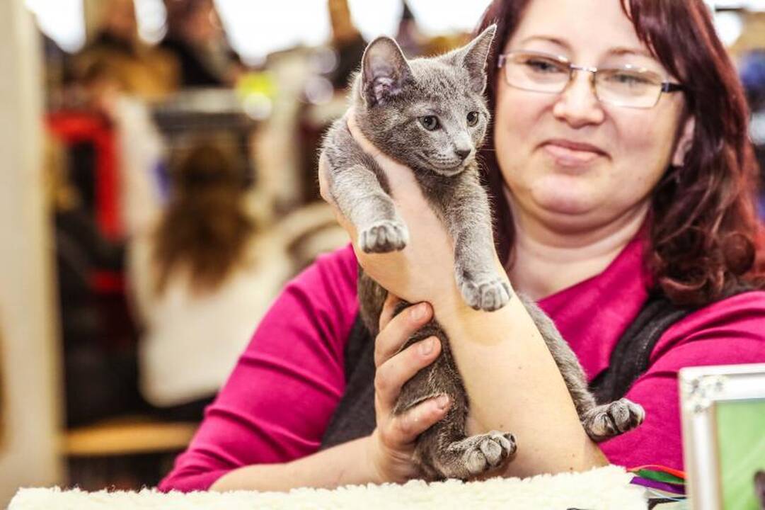 „Megoje“ miauksėjo katės, kurioms neatsispiria net vyrai
