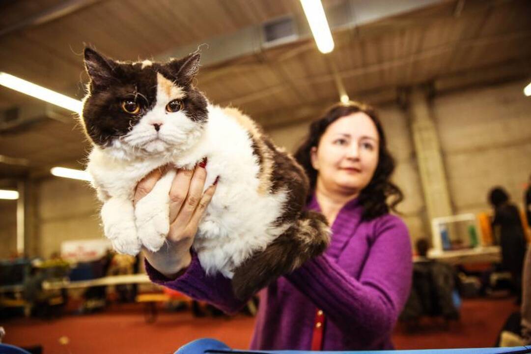 „Megoje“ miauksėjo katės, kurioms neatsispiria net vyrai