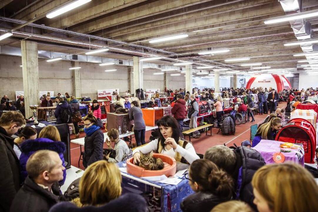 „Megoje“ miauksėjo katės, kurioms neatsispiria net vyrai
