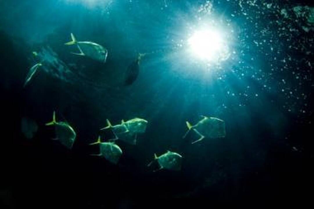 Mokslininkai ieško Atlanto vandenyno spalvos