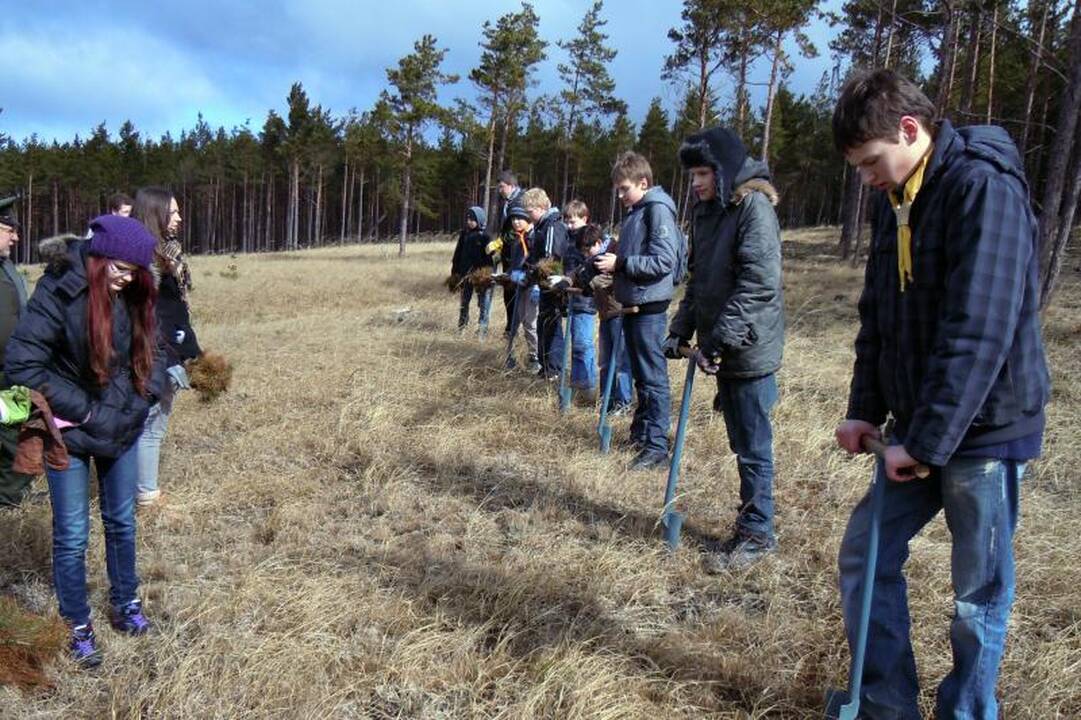 Buvusioje gaisravietėje Smiltynėje skautai sodino medžius 