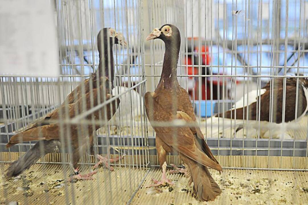 Parodoje Kaune burkuoja per tūkstantį balandžių