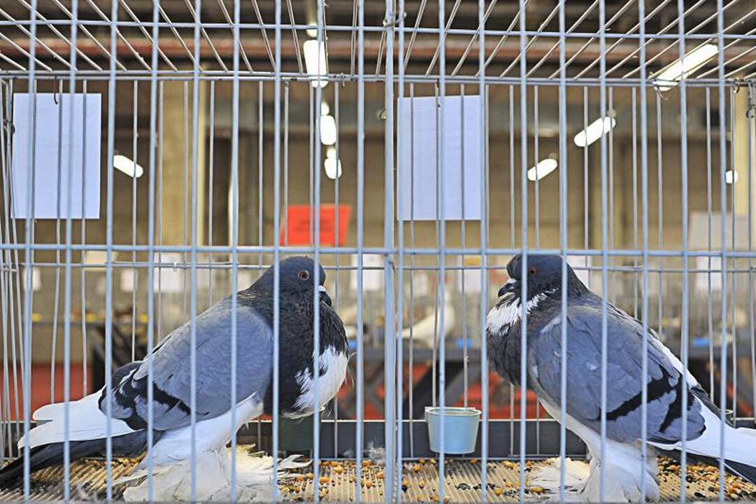 Parodoje Kaune burkuoja per tūkstantį balandžių
