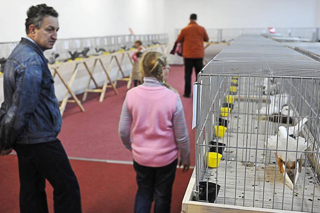 Parodoje Kaune burkuoja per tūkstantį balandžių