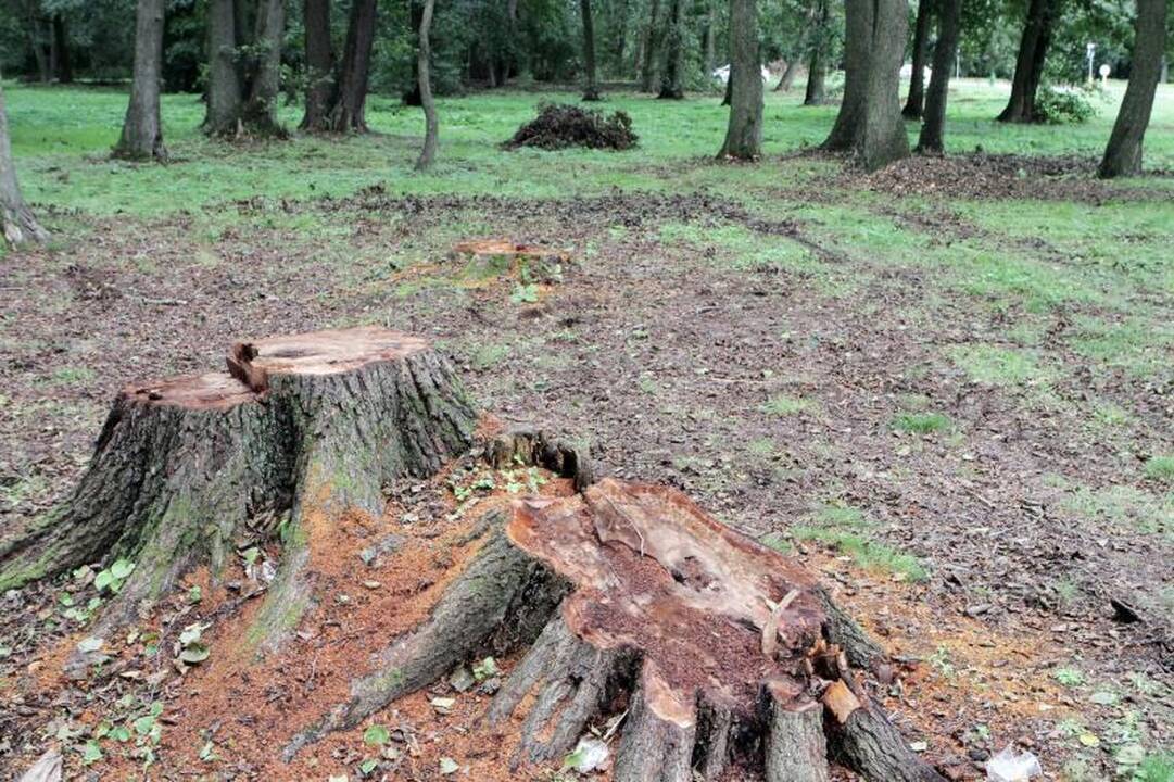 Klaipėdiečiai išgraibstė škvalo išverstus medžius