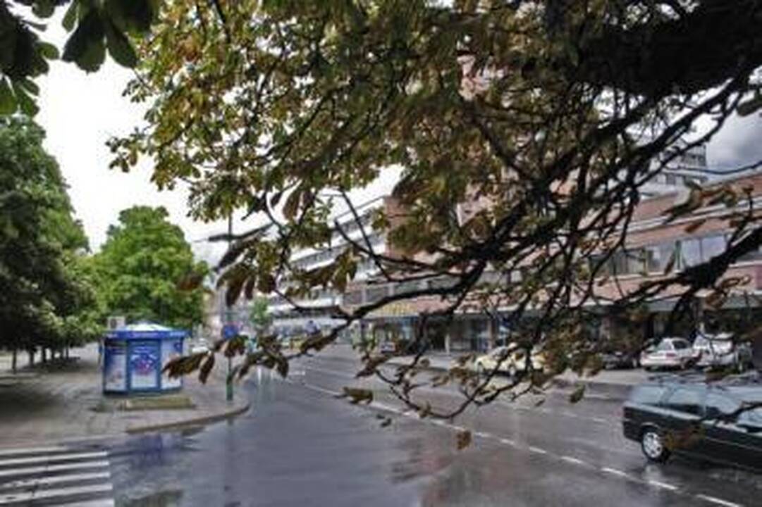 Realybė: parudavę ir apdžiūvę kaštono lapai signalizuoja, kad į augalą įsisuko kenkėjai.