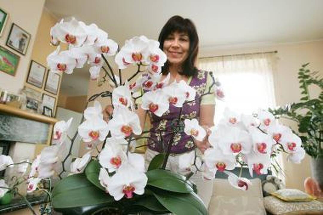 Orchidėjų karalienė iš Panemunės