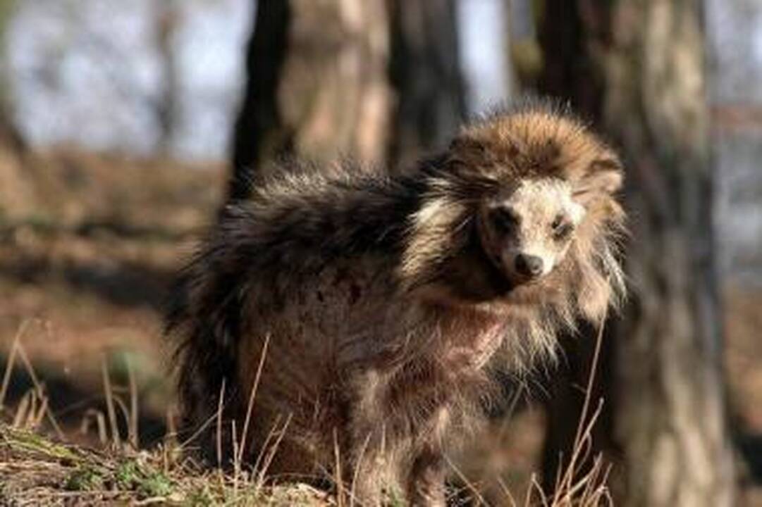 Užklysta: dažniausiai žvėrių žmonės sutinka atokiame Lėbartų kapinių kampe, kur ruošiamos vietos naujiems palaidojimams.