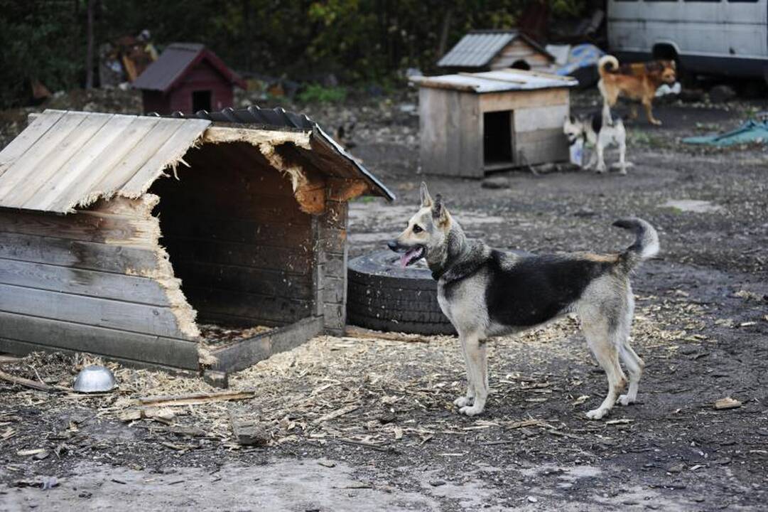 „Penkta koja“: žmonės, padėkite!   