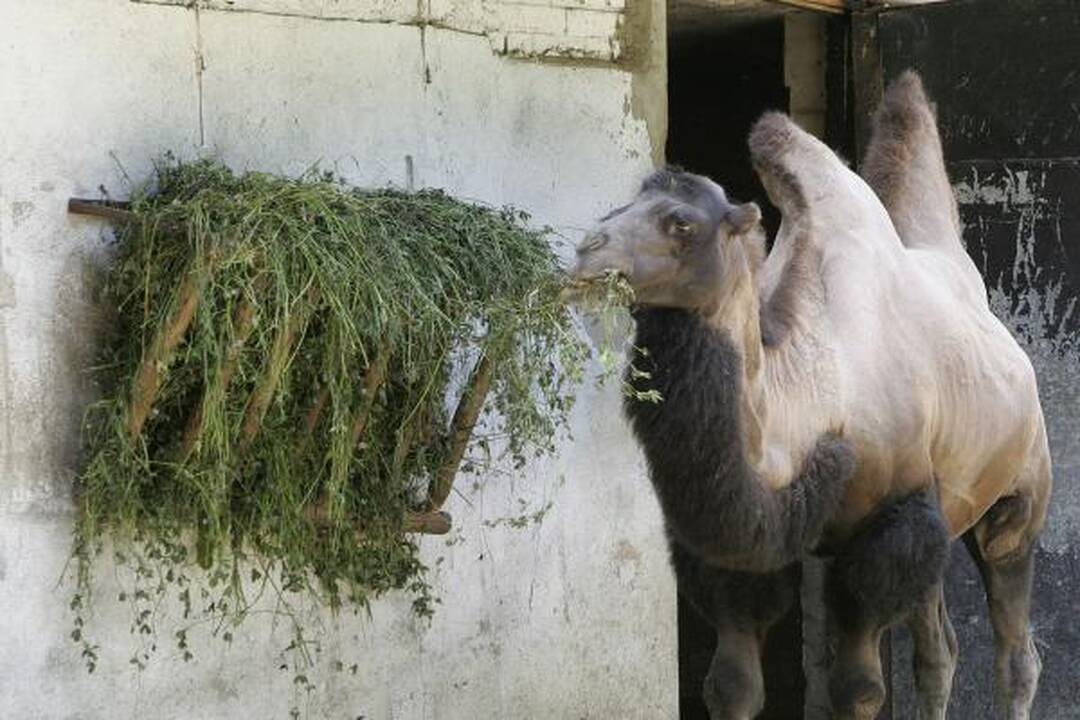 Rinkite giles Zoologijos sodui!