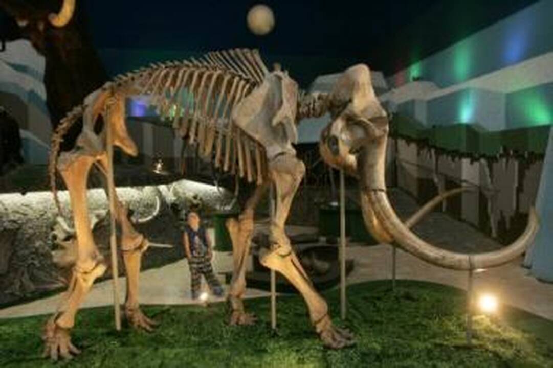 Dinozaurus ir mamutus išnaikino meteoritas