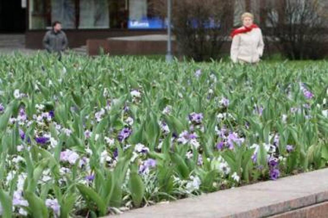 Miesto gėlynuose žydės pigesni augalai