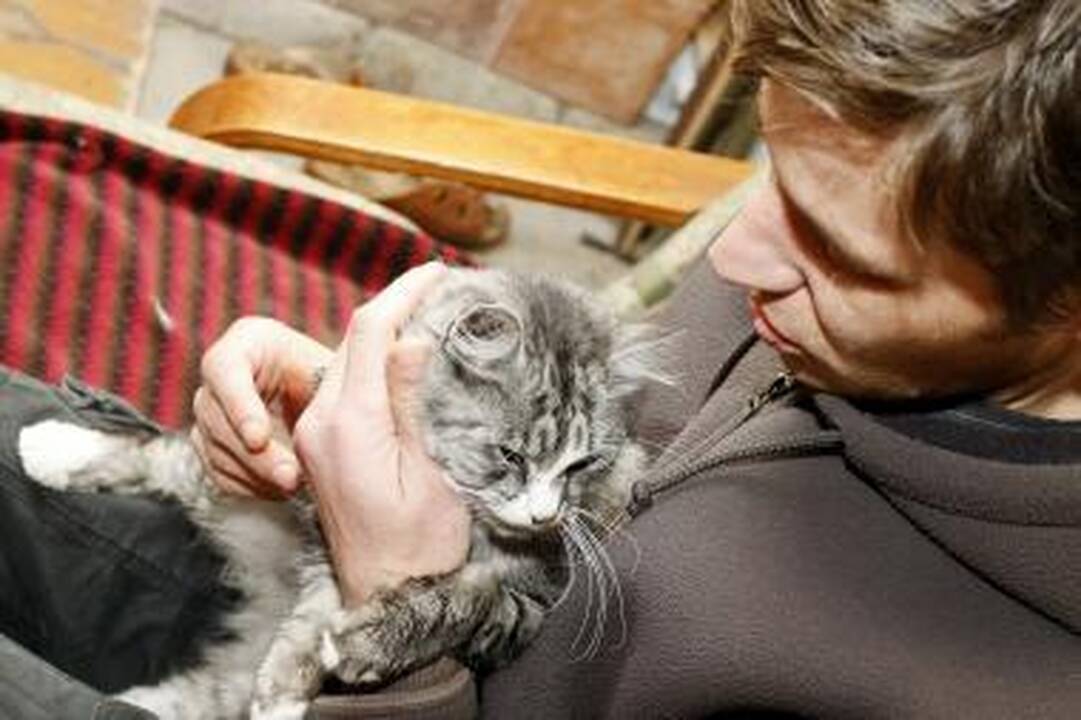 Išpirka už nuosavą katę – pusšimtis litų
