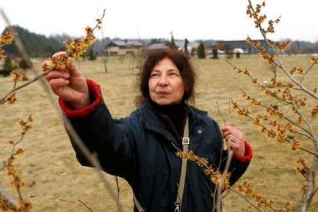 Hamameliai ignoruoja metų laikus