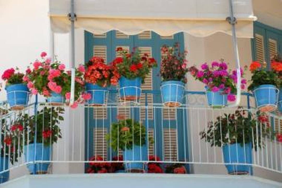 Dominuoja: tarp populiariausių balkoninių gėlių – neįnoringosios pelargonijos.