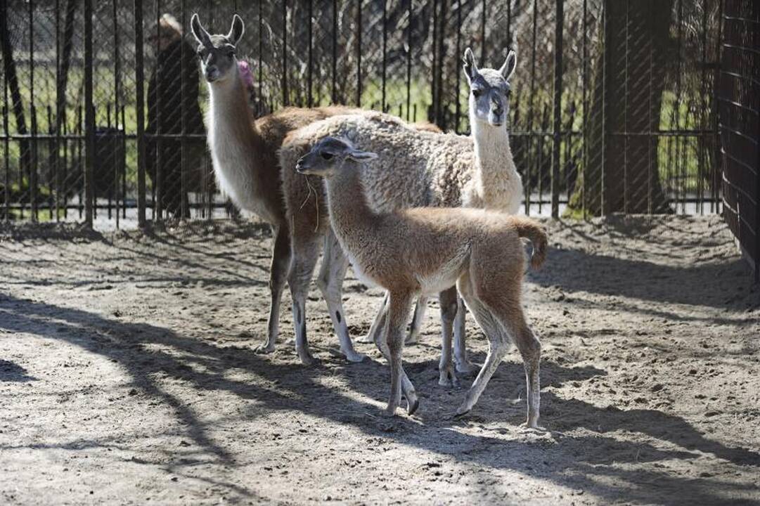 Studentai kūrė Zoologijos sodo vizijas   