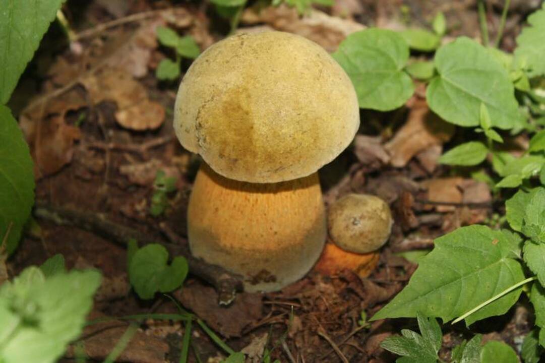 Pažaislyje jau dygsta baravykai