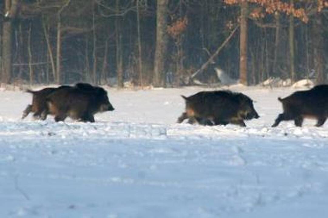 Sezonas: gamtininkai vienu balsu tvirtino, jog miškuose dar nėra tiek daug sniego, kad žvėrys negalėtų migruoti ir patys susirasti maisto. Gintaro Gražulevičiaus nuotr.
