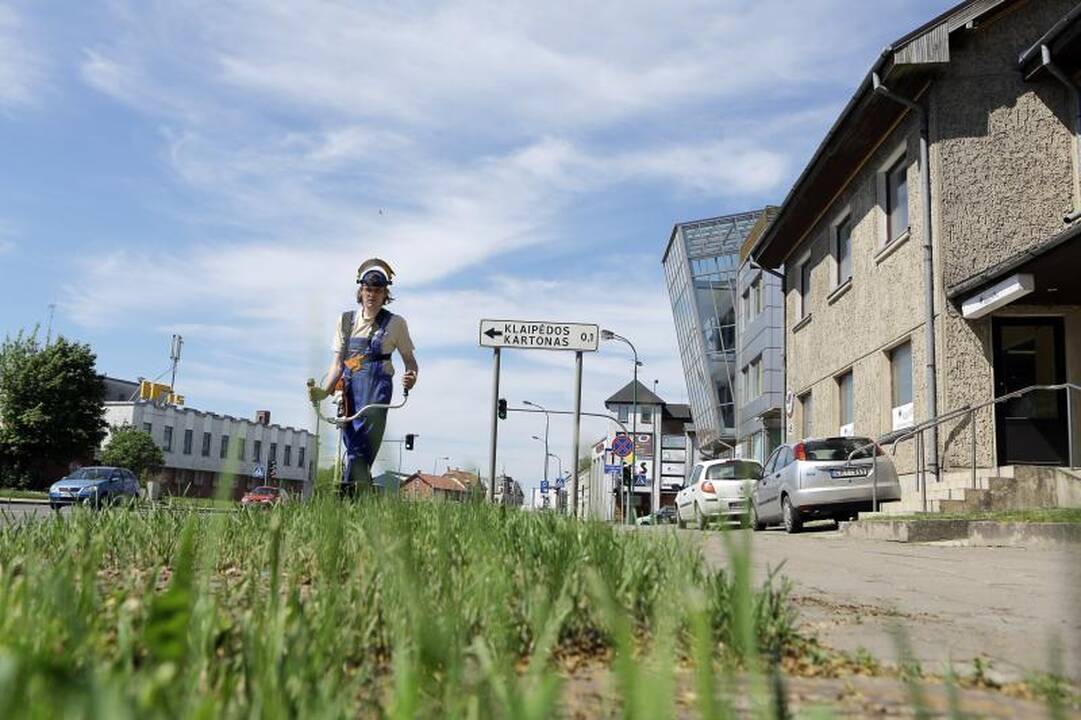 Klaipėdoje prasidėjo               šienapjūtė