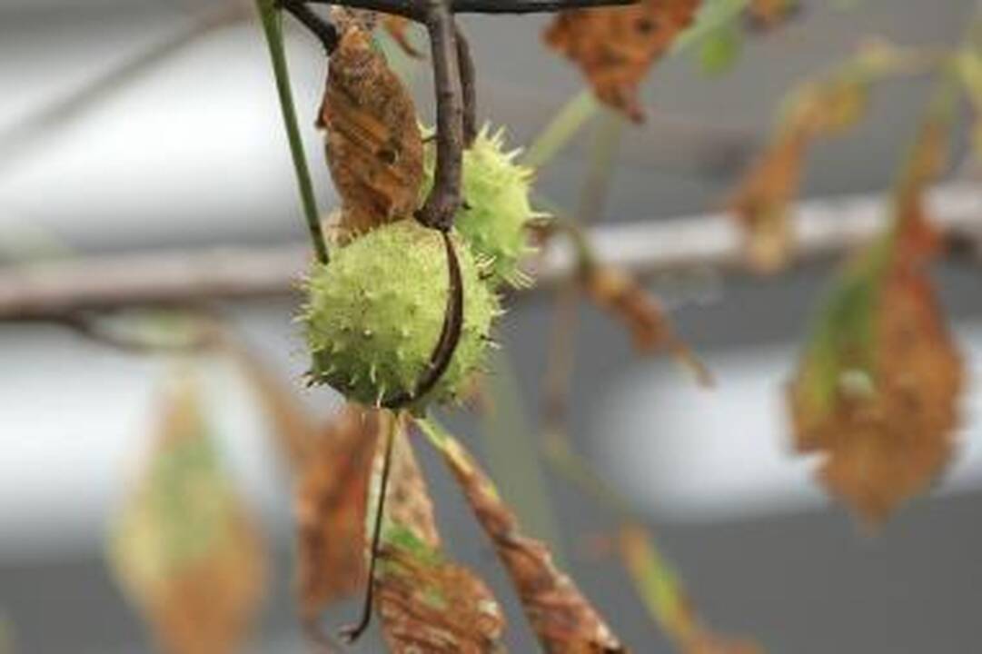 Kauno kaštonai pasmerkti sirgti?