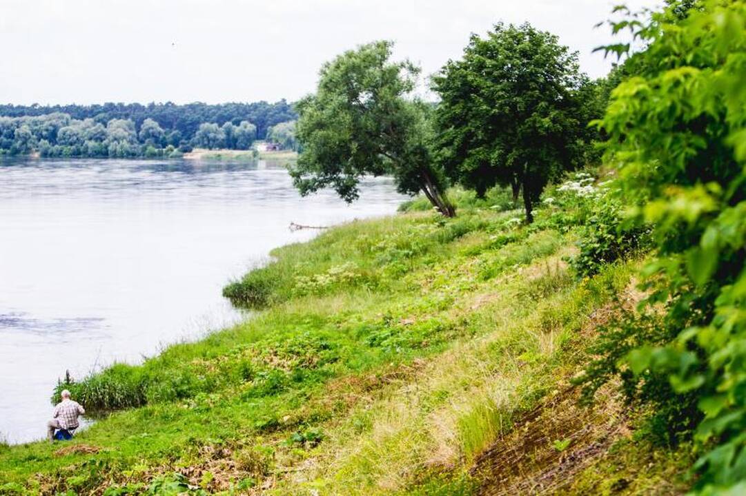 Sosnovskio barščių naikinimui – dukart daugiau pinigų