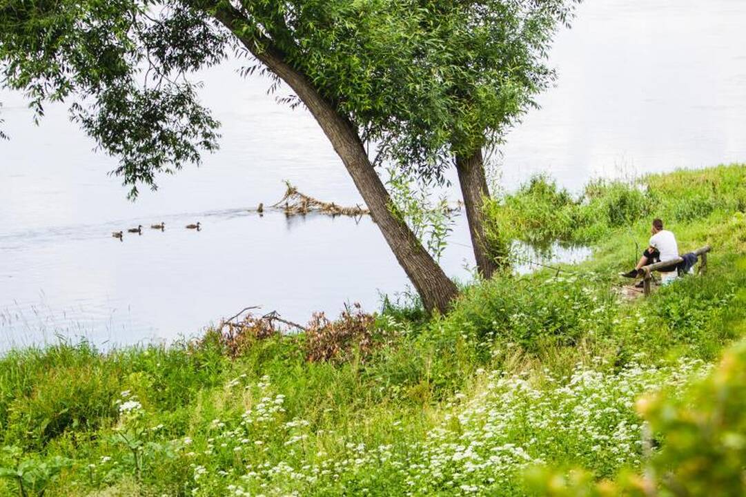 Sosnovskio barščių naikinimui – dukart daugiau pinigų