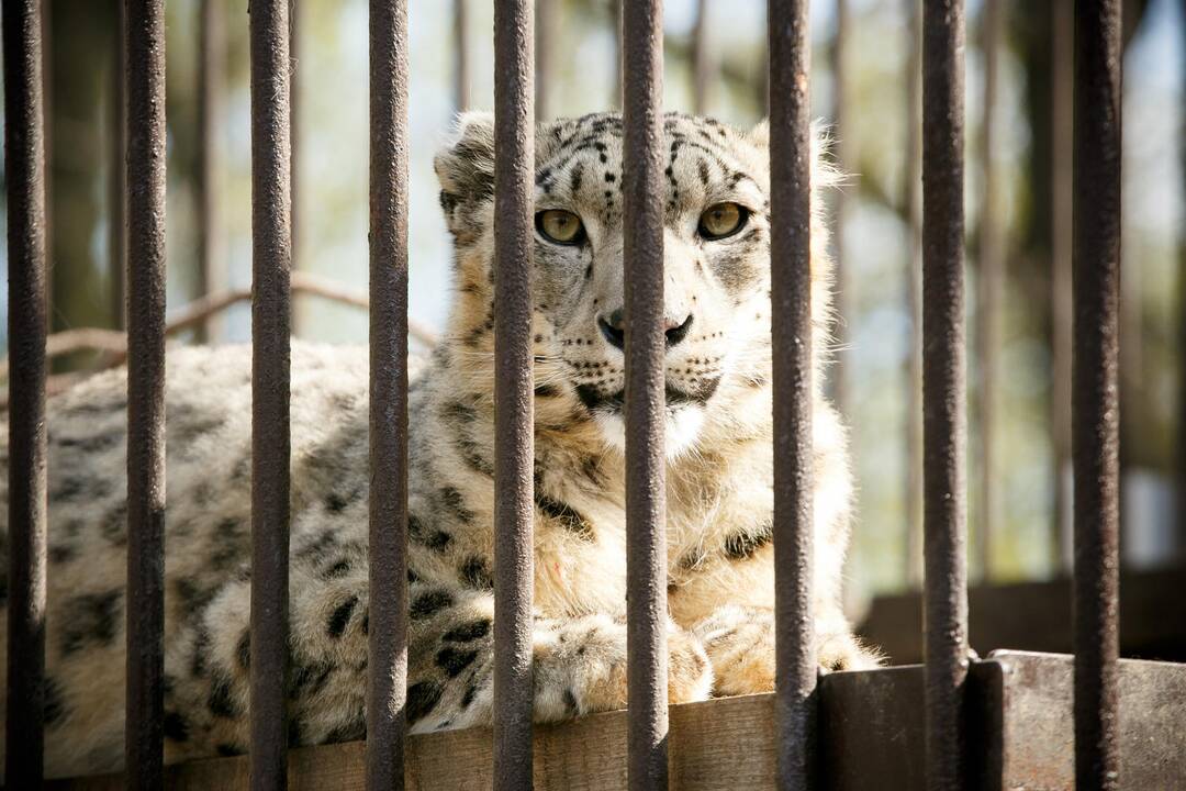 Zoologijos sodo sezono atidarymas