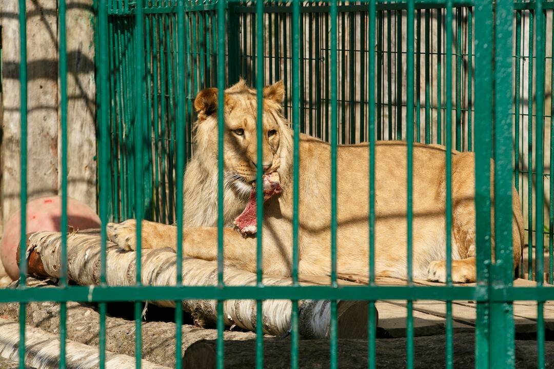 Zoologijos sodo sezono atidarymas