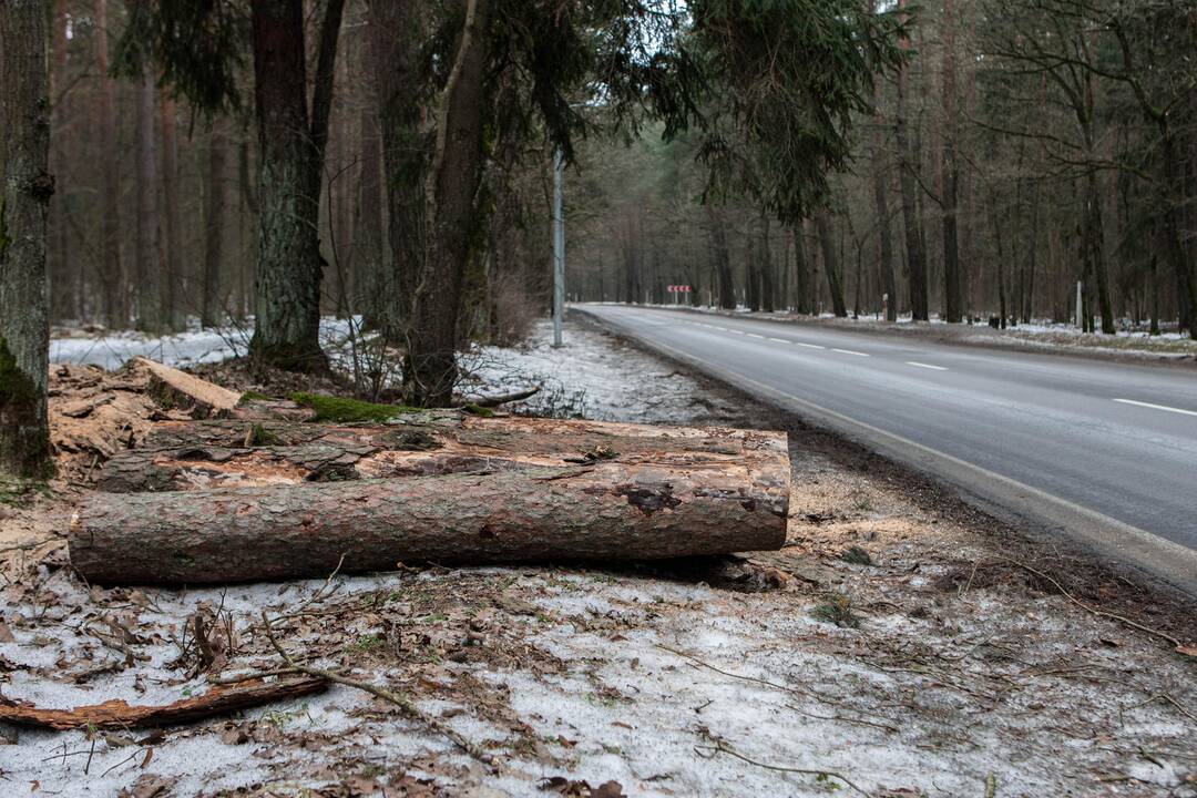 Kleboniškyje pjaunami medžiai