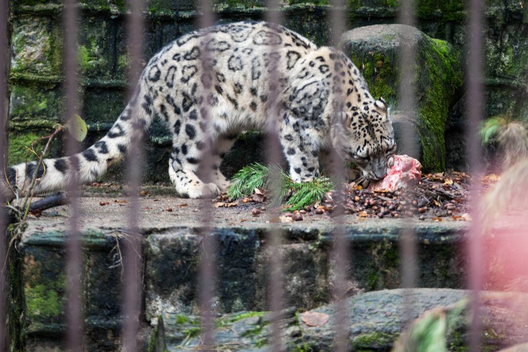 Moliūgai zoologijos sode