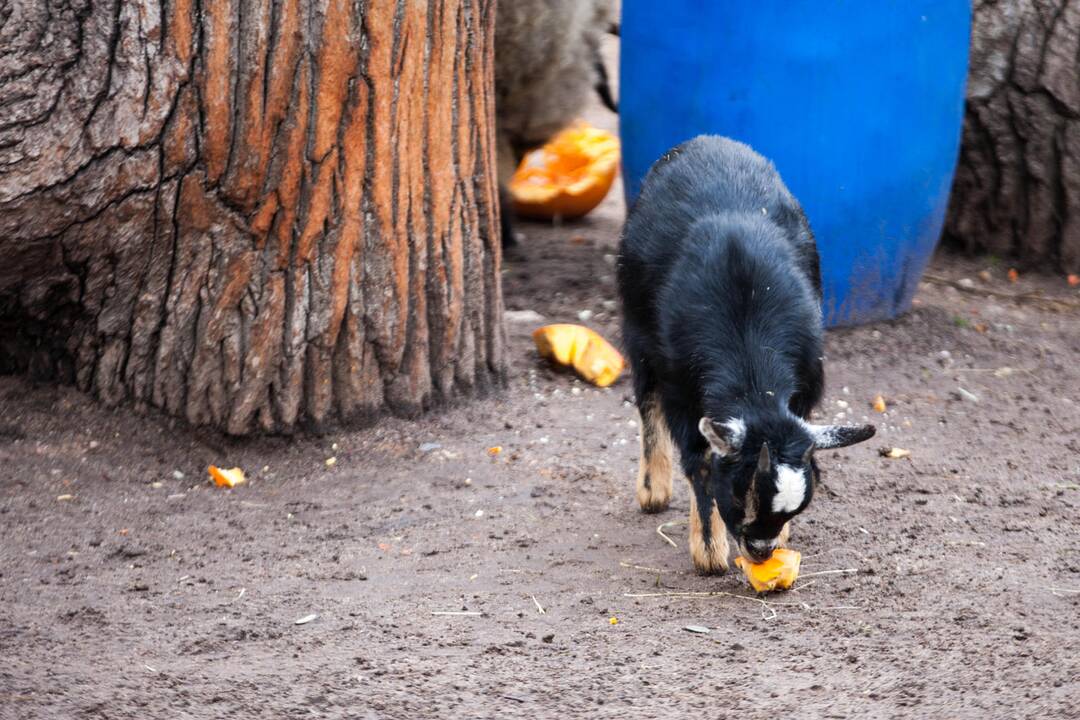 Moliūgai zoologijos sode