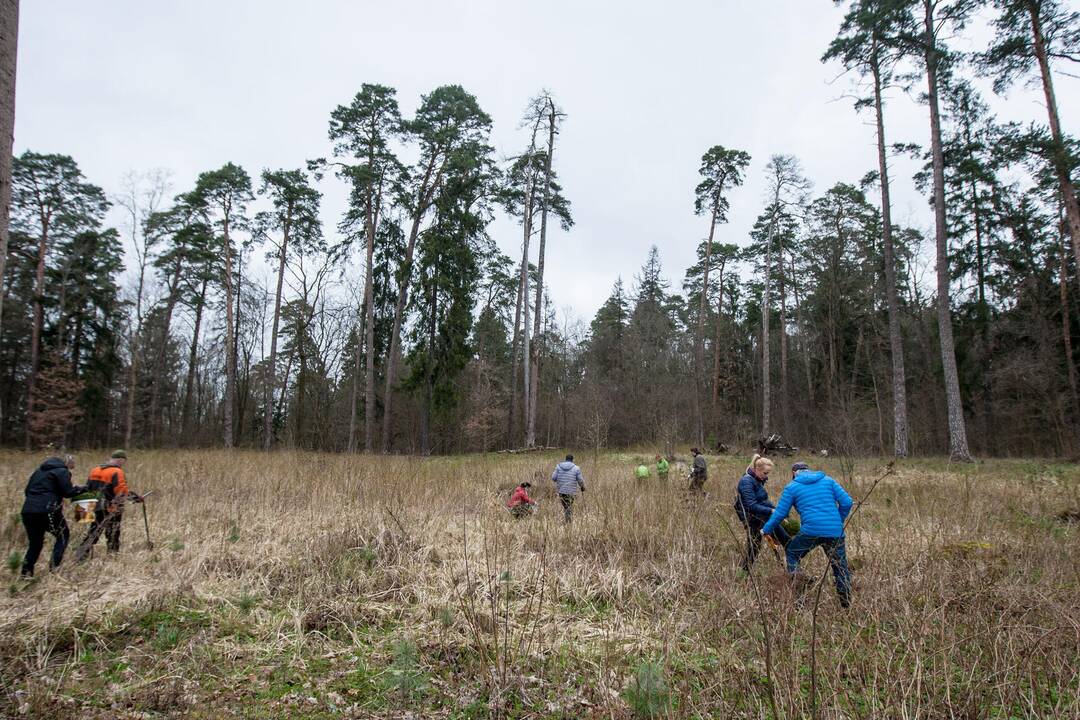 Medelių sodinimo talka Lampėdžiuose ir Panemunėje