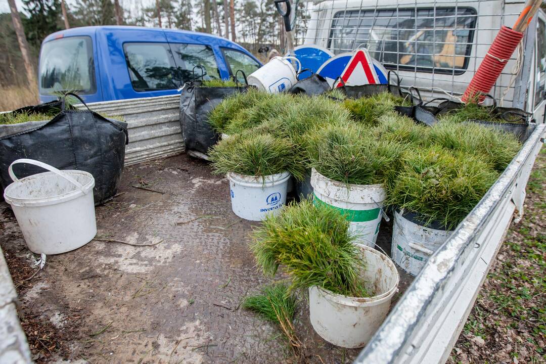 Medelių sodinimo talka Lampėdžiuose ir Panemunėje