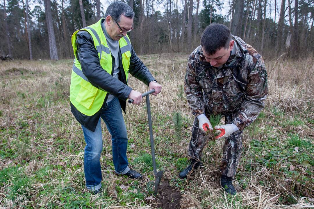 Medelių sodinimo talka Lampėdžiuose ir Panemunėje