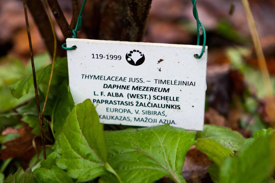 VDU Kauno botanikos sode skleidžiasi žiedai