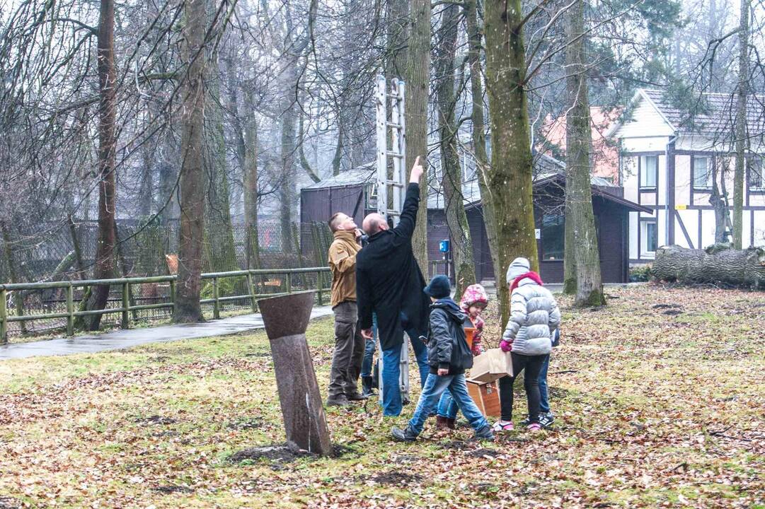 Zoologijos sode kabino inkilus