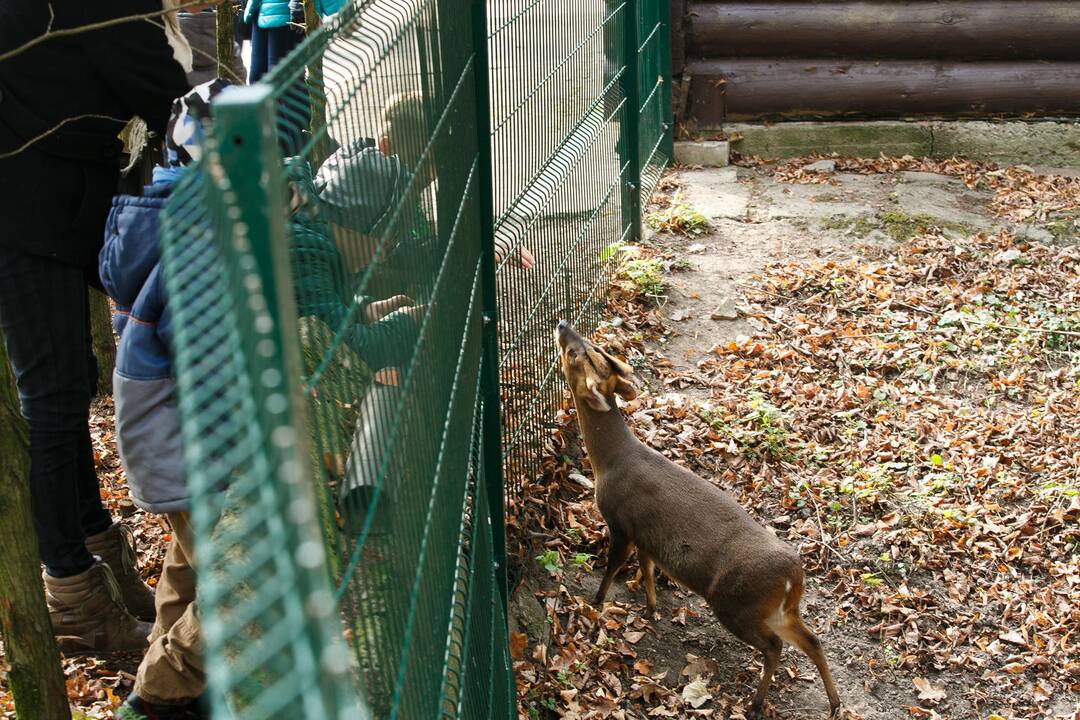 Šeštadienis zoologijos sode