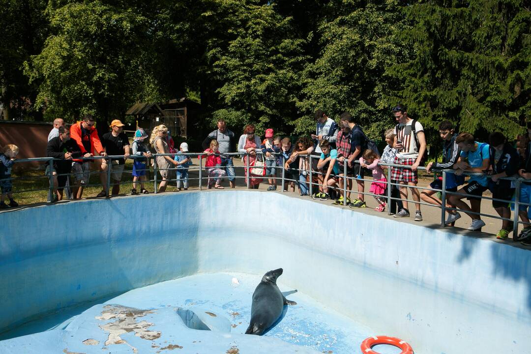 Vasara zoologijos sode