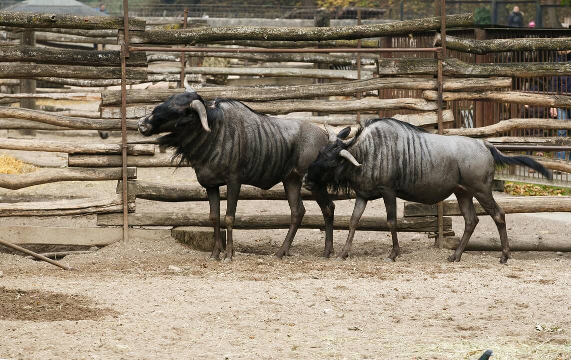 Šeštadienis zoologijos sode