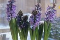Nuotaika: ryškiaspalviai, maloniai kvepiantys hiacintai suteiks namams pavasario nuotaiką.