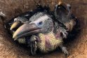 Panašumas: Niukvėjaus zoologijos sode, Anglijoje, tik iš kiaušinių išsiritę tukanų jaunikliai buvo labai panašūs į priešistorinius paukščius.