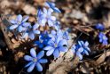 Gamta: tik prasidėjus pavasariui ir nutirpus sniegui, ant žemės pasirodė mėlynuojantys žibuoklių kupsteliai.