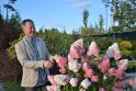 Dendrologas A. Rutkauskas sako, kad itin dekoratyvios ir labiausiai pakančios šalčiams šluotelinės hortenzijos užauga iki 1,2–1,5 m aukščio, stebina dideliais, iki 30 cm ilgio žiedynais. 
