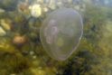 Ciklas: užaugusios medūzos muziejaus akvariume išgyvena aštuonis mėnesius, po to keičiamos naujomis.