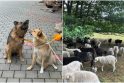 Incidento Kuršių nerijoje atgarsiai: avis užpuolę šunys atklydo iš Kaliningrado srities